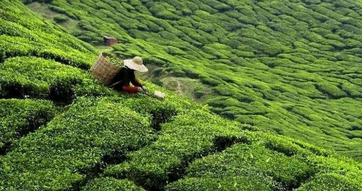 Coffee and Tea Company Equity Stake For Sale in Kandy, Sri Lanka