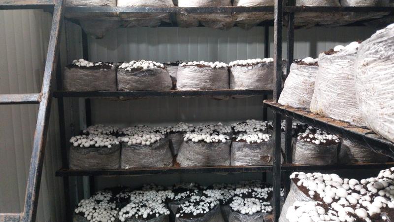 Profitable Vegetable Farm Investment Opportunity in Nabarangapur, India