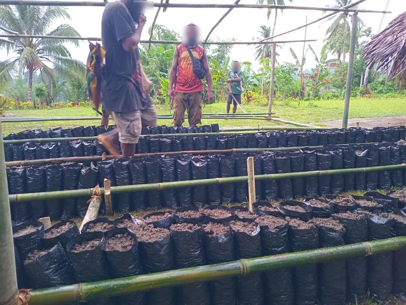 Newly Established Agriculture Wholesale Company Seeking Loan in Wewak, Papua New Guinea