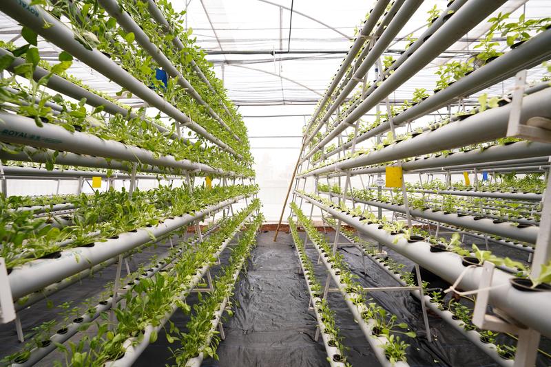 Profitable Vegetable Farm for Sale in Pune, India