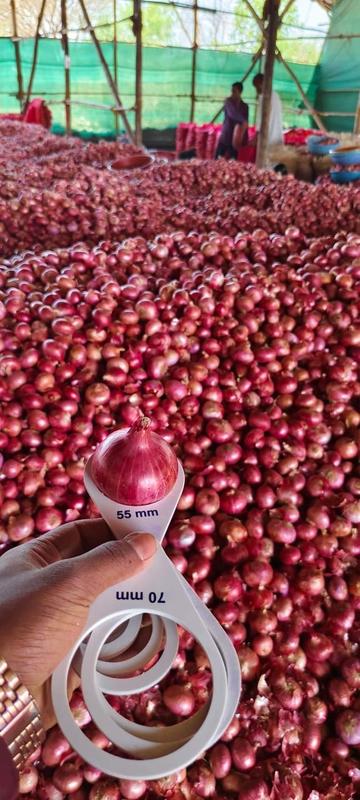 Dairy Farms Company Investment Opportunity in Bandarawela, Sri Lanka