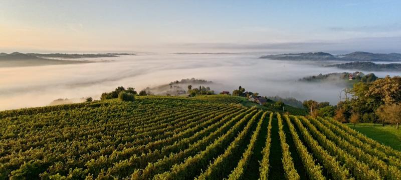 Profitable Winery Seeking Loan in Bukovje, Slovenia