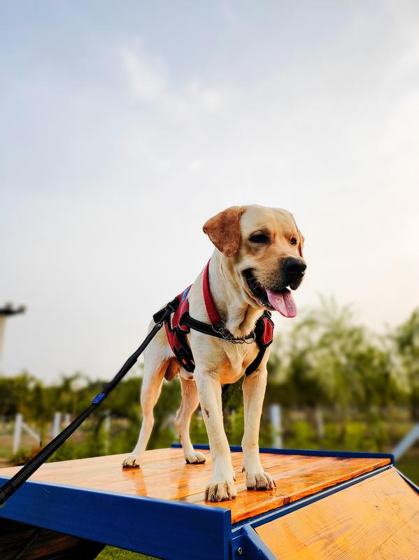 Pet Shop Investment Opportunity in Vadodara, India