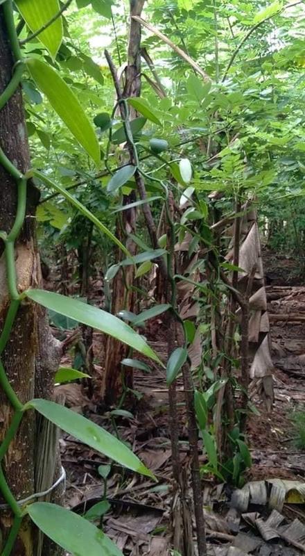 Profitable Vegetable Farm Investment Opportunity in Welisara, Sri Lanka