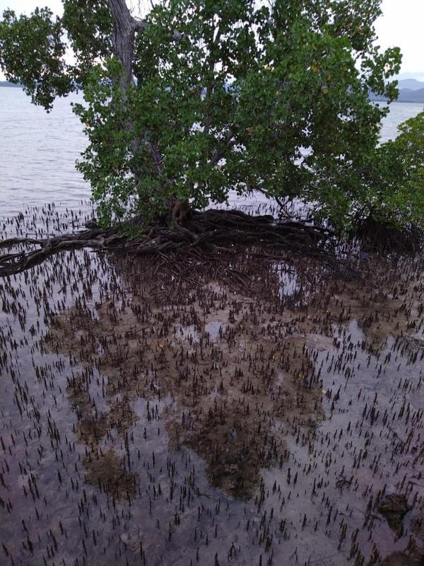 Newly Established Aquaculture Business Investment Opportunity in Puerto Princesa, Philippines