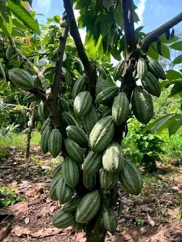 Coffee Estate Investment Opportunity in Talasea, Papua New Guinea