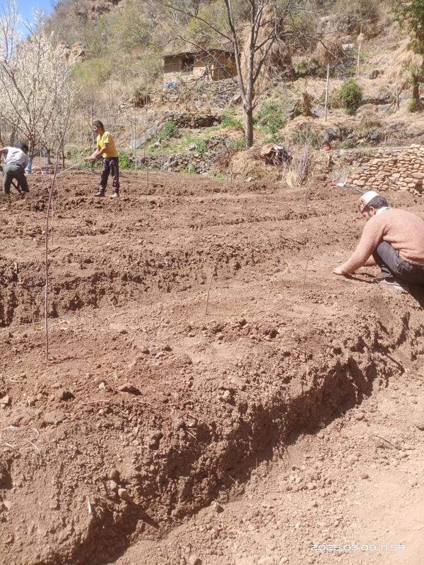 Profitable Orchard Investment Opportunity in Mandi, India