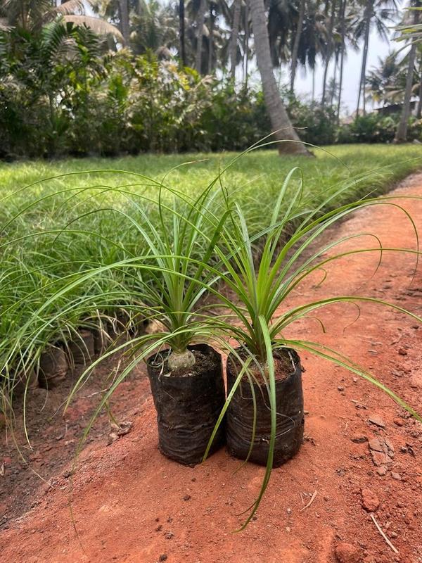 Newly Established Commercial Nurseries Company Seeking Loan in Siddipet, India