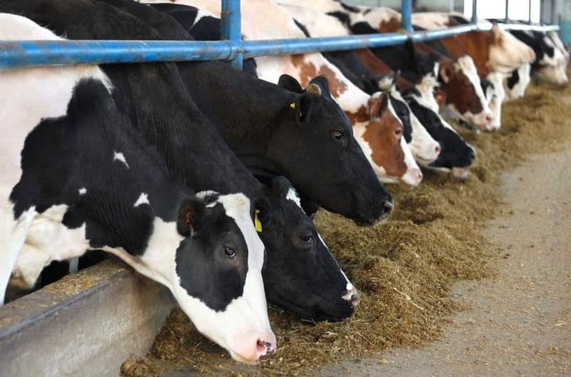 Animal Feed Business Investment Opportunity in Valod, India