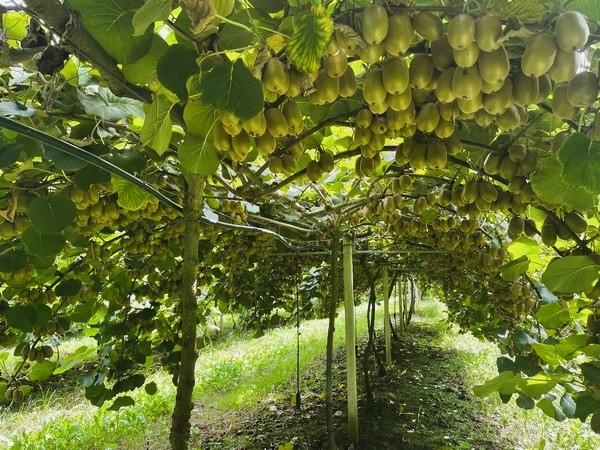 Profitable Agriculture Support Company for Sale in Auckland, New Zealand