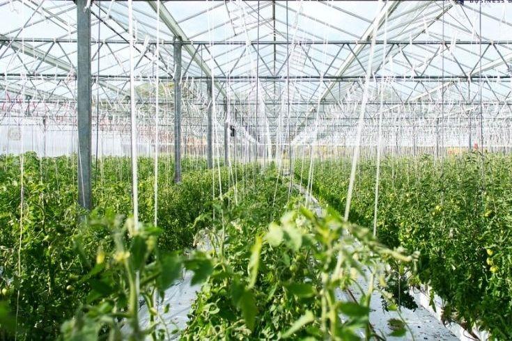 Vegetable Farm for Sale in Sibiu, Romania