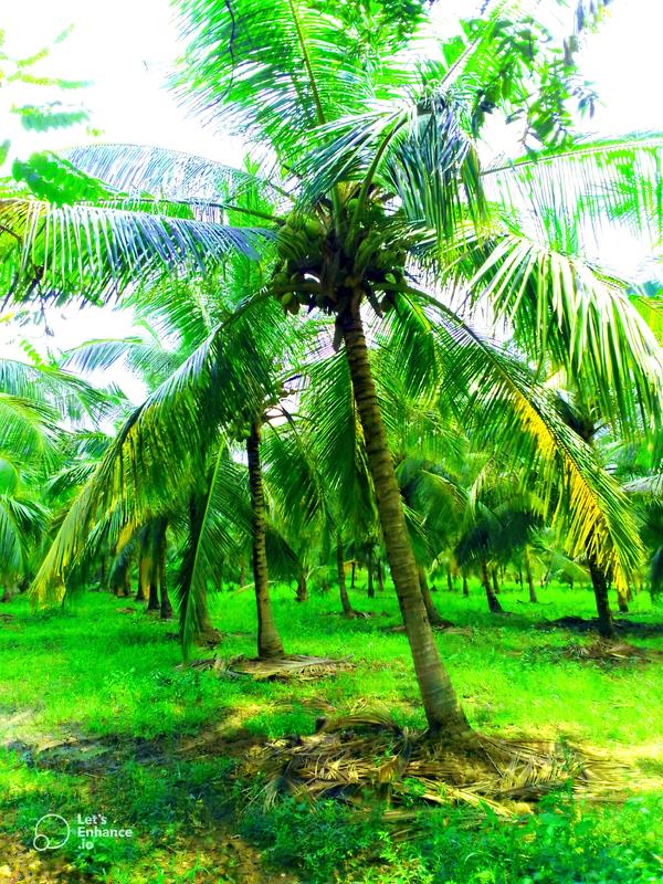 Profitable Vegetable Farm for Sale in Embilipitiya, Sri Lanka