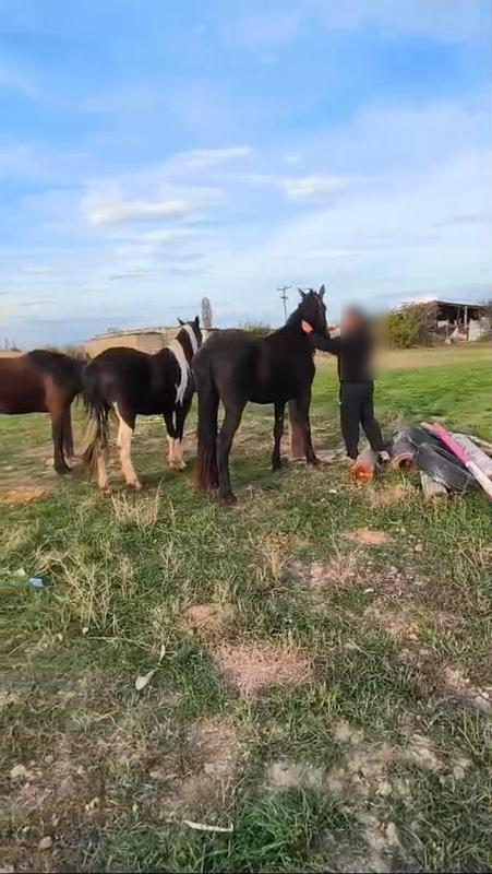 Profitable Animal Breeding Business Seeking Loan in Lefkada, Greece