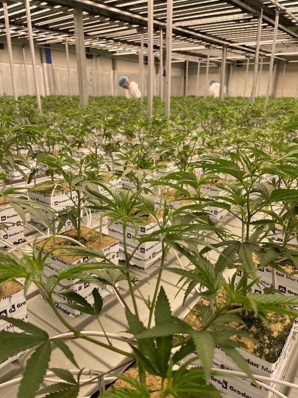 Commercial Nurseries Company for Sale in Nonthaburi, Thailand