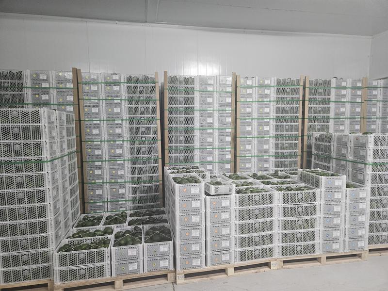 Profitable Agriculture Wholesale Company Equity Stake For Sale in Nairobi, Kenya