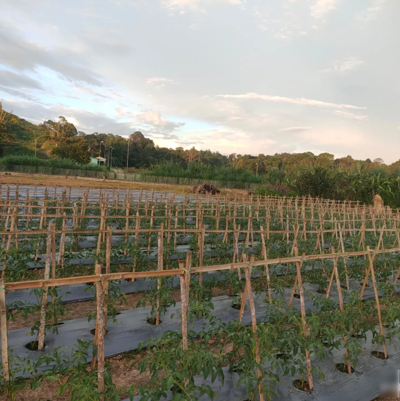 Vegetable Farm Seeking Loan in Tutong, Brunei