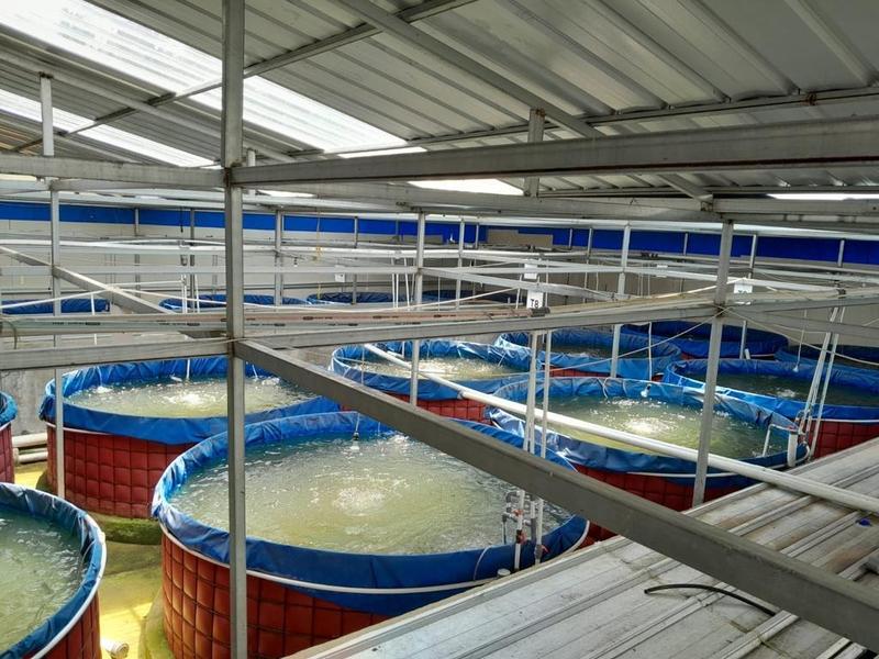 Aquaculture Company Equity Stake For Sale in Port Dickson, Malaysia