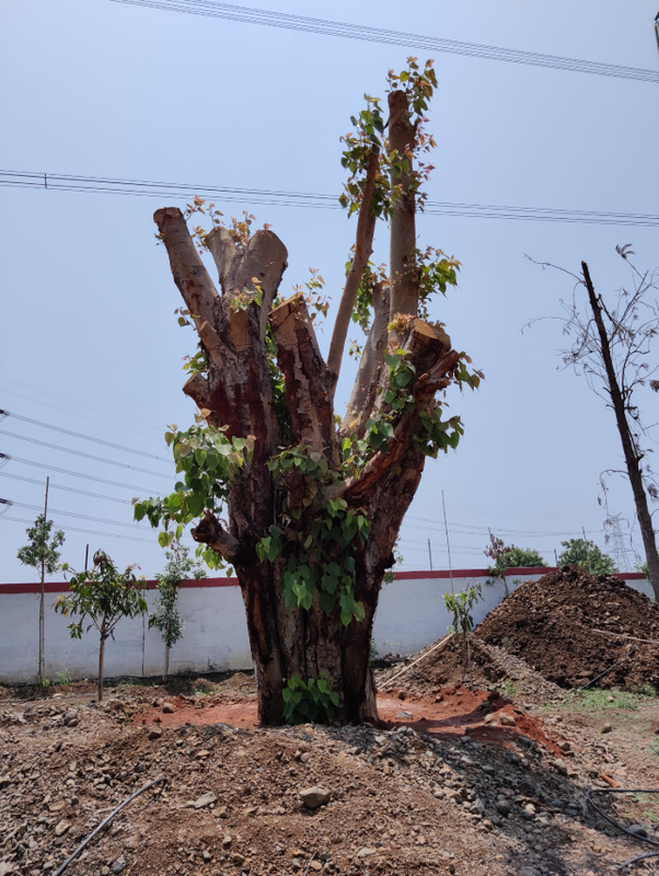 Landscaping Company Seeking Loan in Hyderabad, India