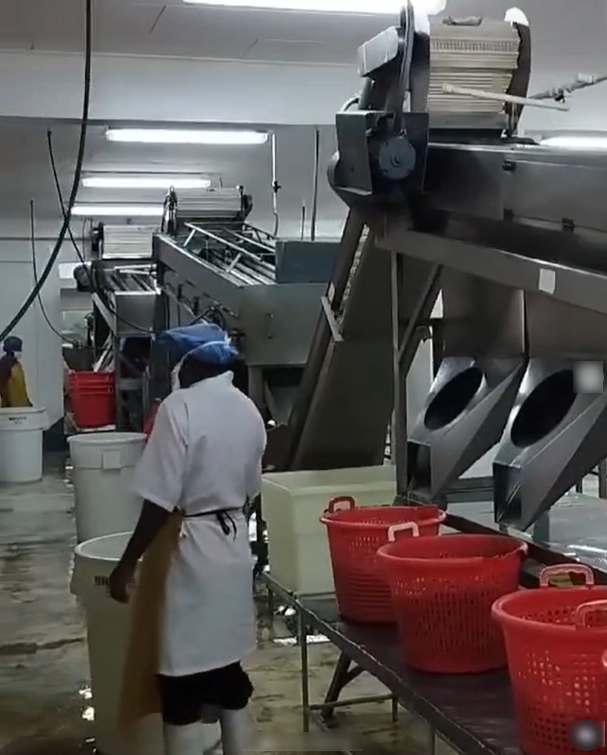Profitable Seafood Processing Business Equity Stake For Sale in Montego Bay, Jamaica
