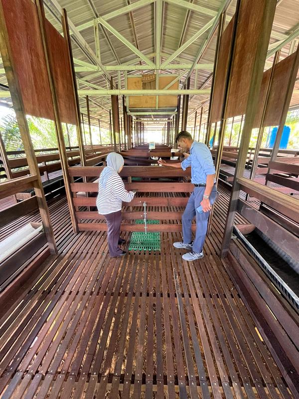 Newly Established Animal Breeding Company Equity Stake For Sale in Sandakan, Malaysia