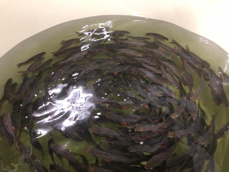 Aquaculture Company for Sale in Singapore