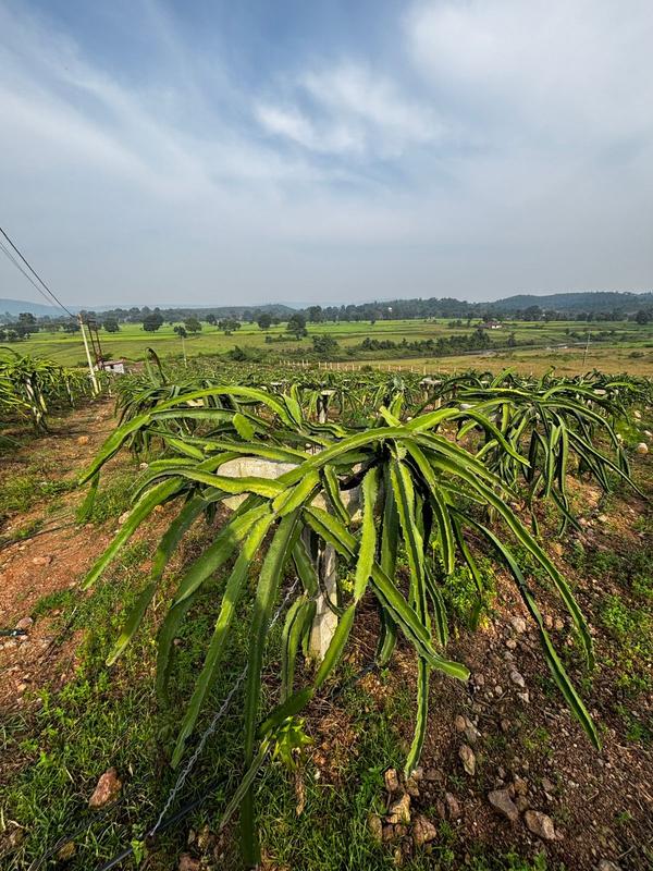 Profitable Agriculture Wholesale Business for Sale in Balaghat, India