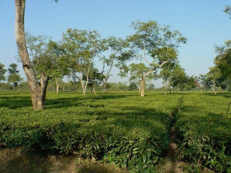 Coffee Estate for Sale in Dibrugarh, India