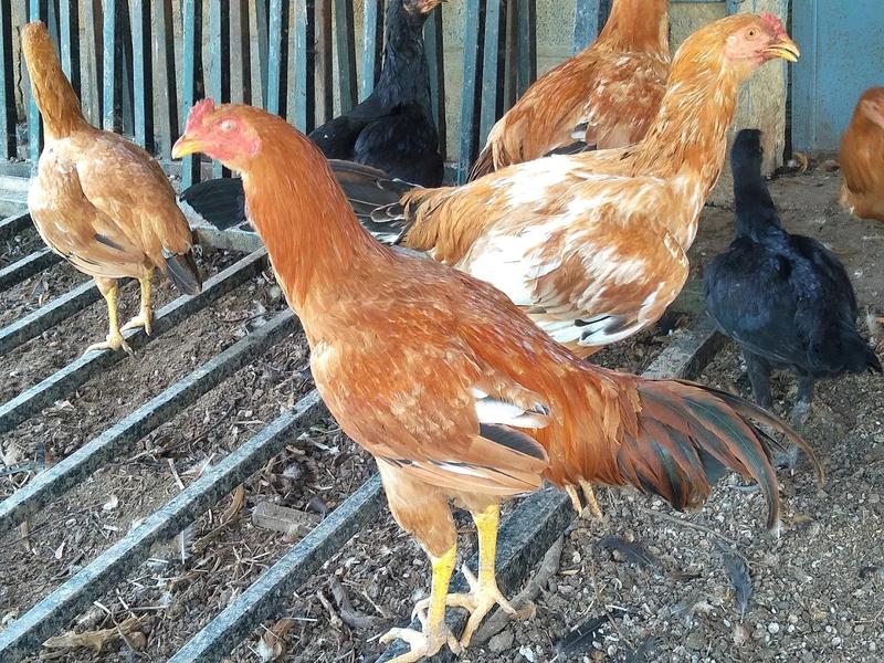 Poultry Business Seeking Loan in Oros, India