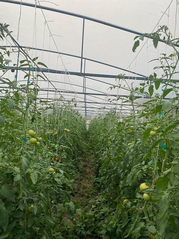 Vegetable Farm for Sale in Gori, Georgia