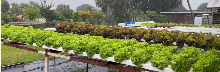 Newly Established Vegetable Farm Equity Stake For Sale in Nadi, Fiji