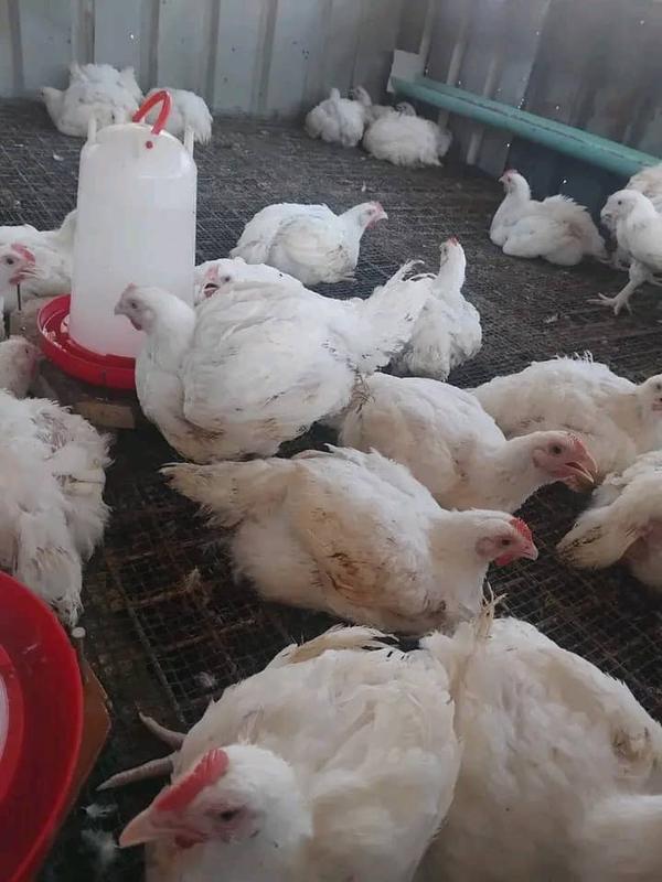 Newly Established Poultry Business Equity Stake For Sale in Port Moresby, Papua New Guinea