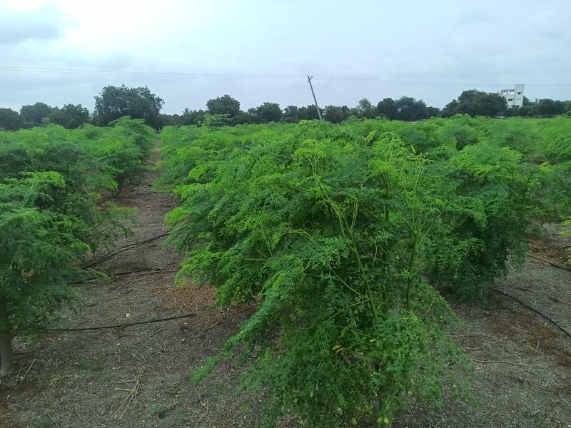 Profitable Food Ingredients Business Seeking Loan in Secunderabad, India