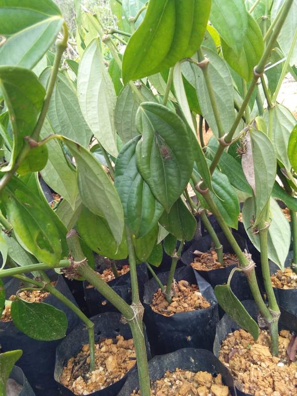 Agriculture Wholesale Company for Sale in Sibu, Malaysia