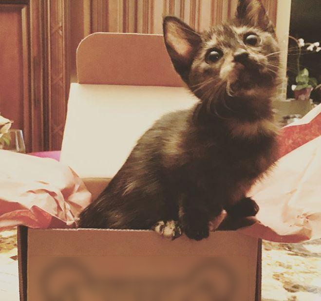 Profitable Pet Shop for Sale in Orlando, United States seeking USD 120