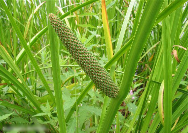 Profitable Organic Farming Business Investment Opportunity in Karaikudi, India