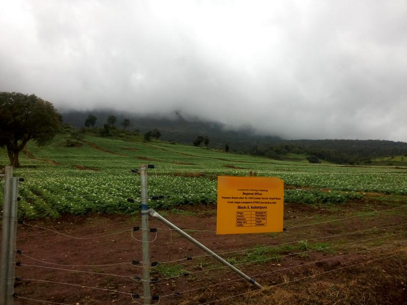 Agriculture Company Investment Opportunity in Chikmagalur ...