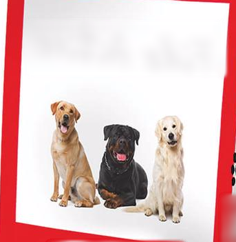 Pet Food Company Investment Opportunity In Pune India Seeking Inr 1 2 Crore