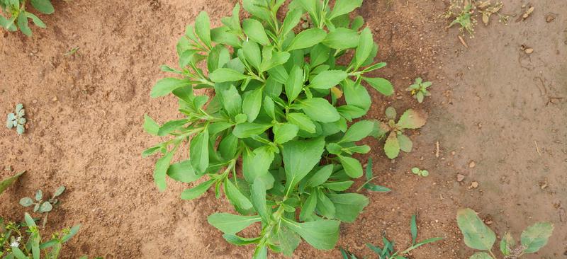 Profitable Vegetable Farm Seeking Loan in Gajapathinagaram, India