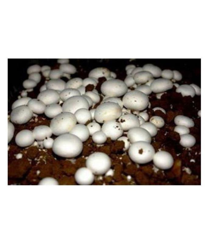 Profitable Agriculture Wholesale Company Investment Opportunity in Jaipur, India