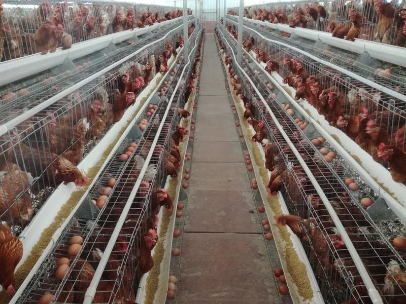 Organic Farming Company Seeking Loan in Helambu, Nepal