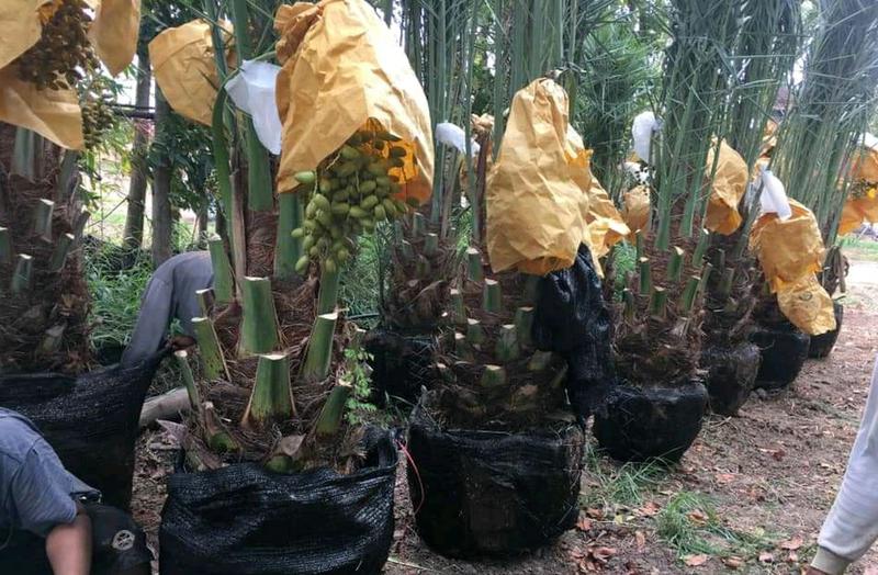 Agriculture Business Seeking Loan in Pekanbaru, Indonesia
