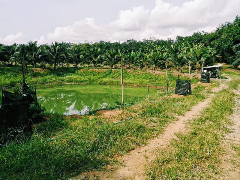 Newly Established Vegetable Farm Investment Opportunity in Tangkak, Malaysia