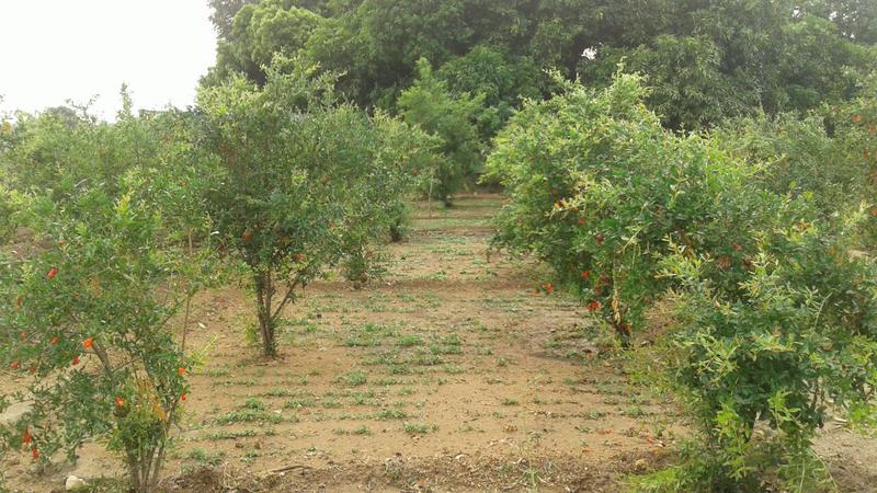 Profitable Organic Farming Business Investment Opportunity in Bangalore, India