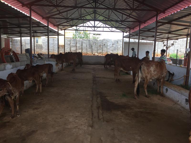 Dairy Farms Business Investment Opportunity in Bangalore, India seeking