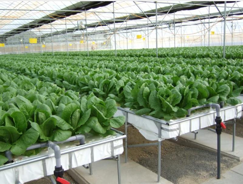 Newly Established Vegetable Farm Seeking Loan in Navi ...