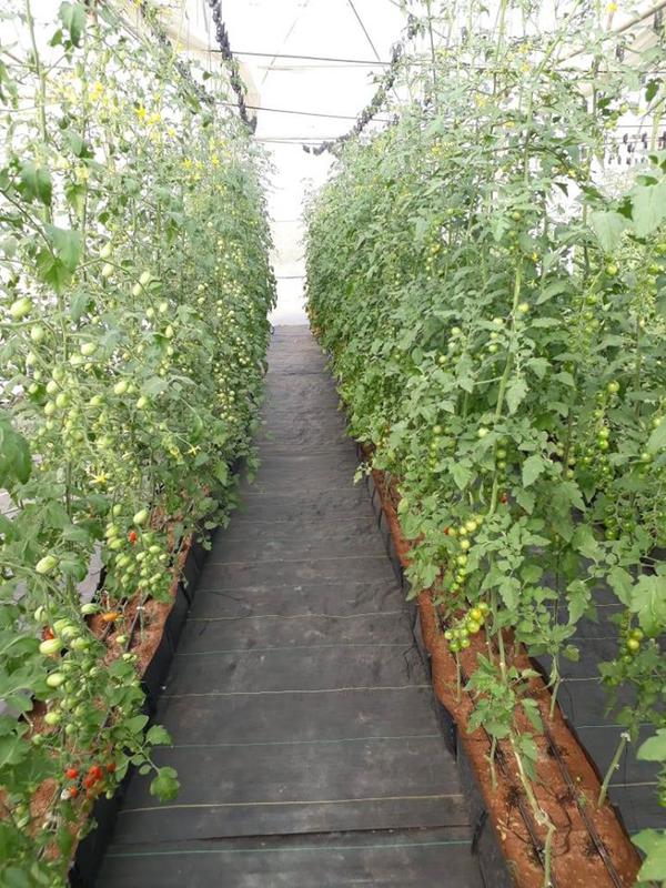 Vegetable Farm for Sale in Pune, India seeking INR 70 lakh