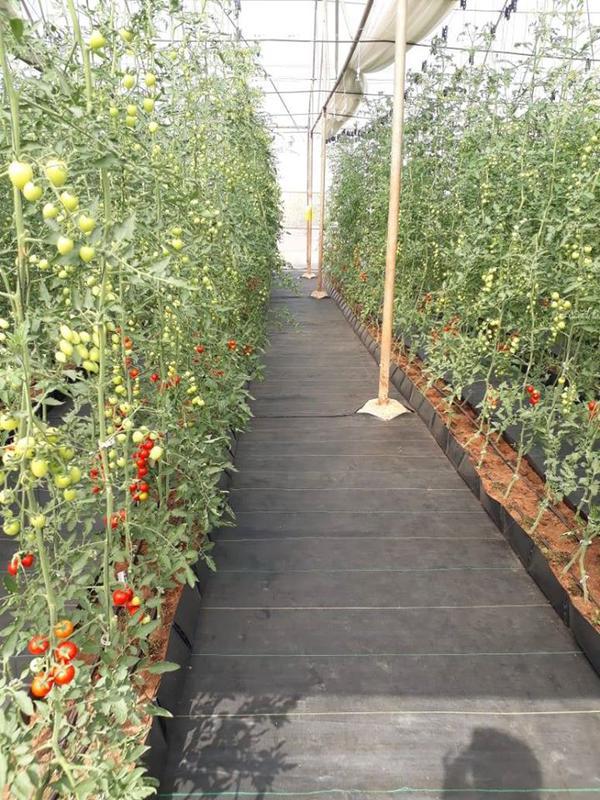 Vegetable Farm for Sale in Pune, India seeking INR 70 lakh