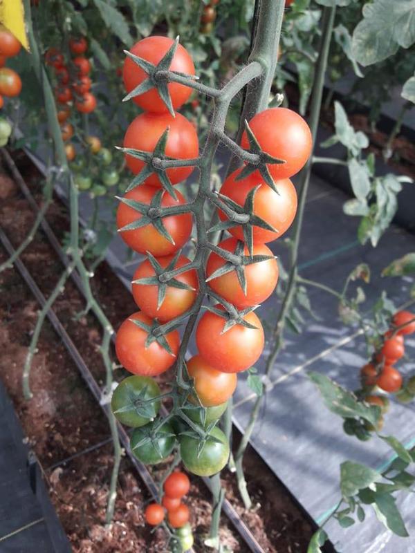 Vegetable Farm for Sale in Pune, India seeking INR 70 lakh