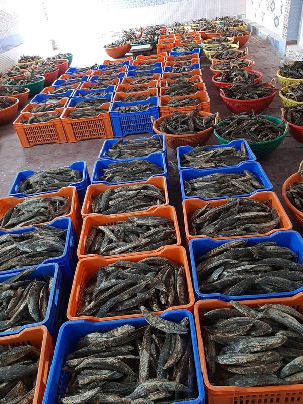 Profitable Seafood Processing Business Investment Opportunity in Thoothukudi, India