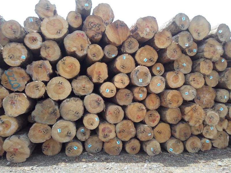 Timber Tract Operations Company for Sale in Gandhidham, India